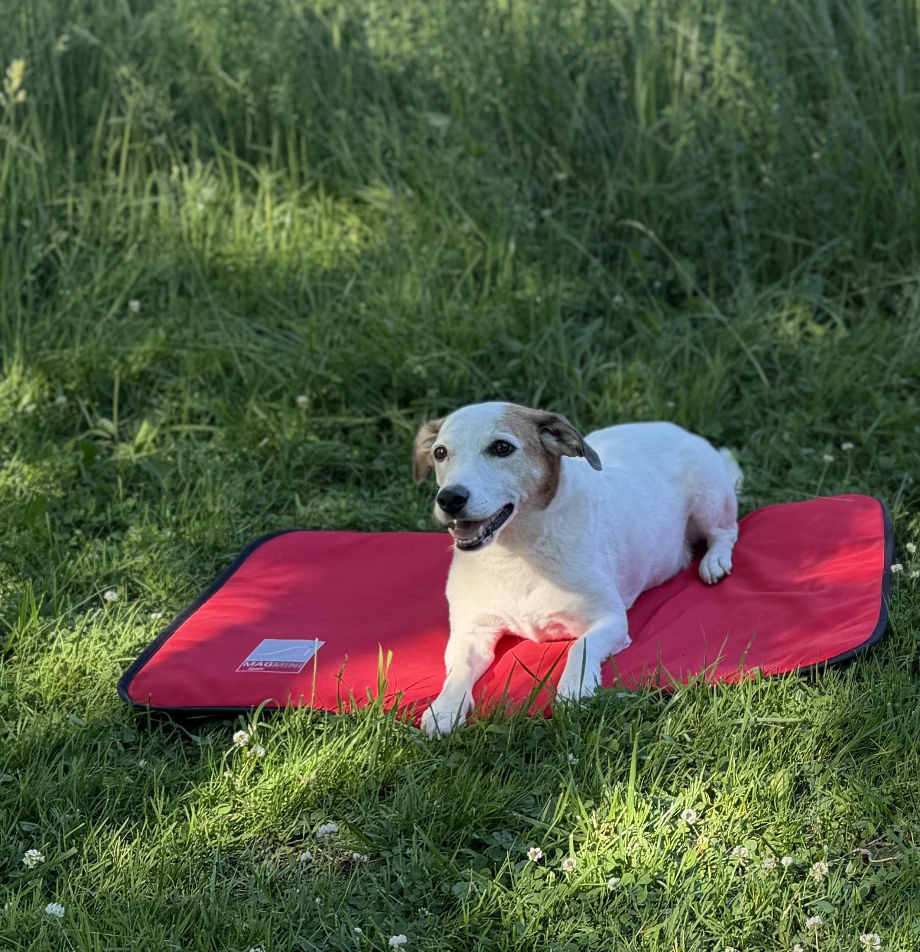 Small PEMF Dog Bed - demo unit