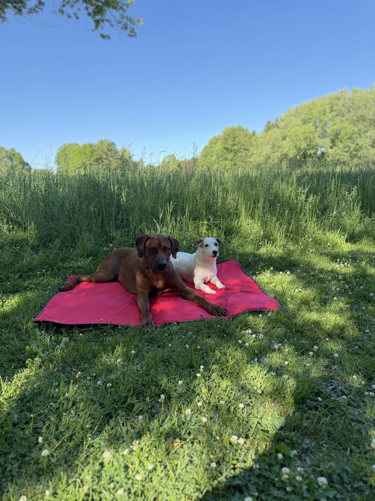 Large PEMF Dog Bed - additional view 2