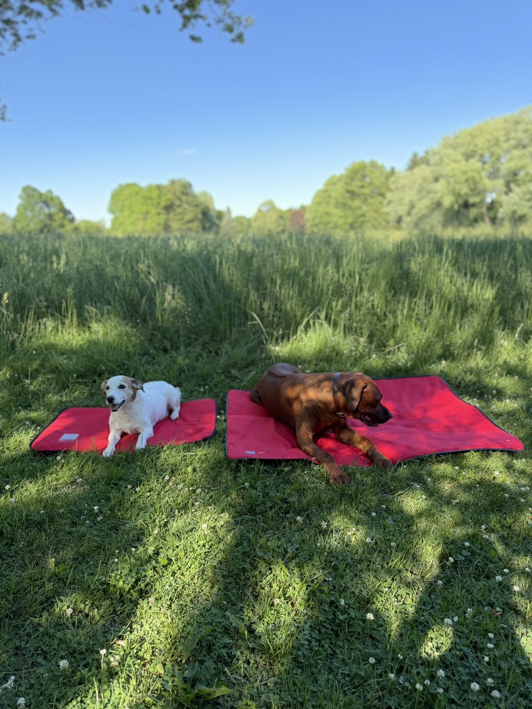 Small PEMF Dog Bed - additional view 2