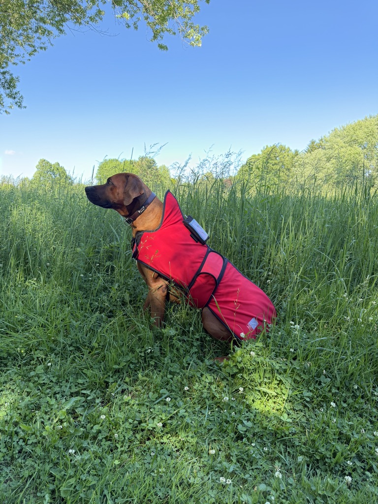 PEMF Dog Coat - additional view 2
