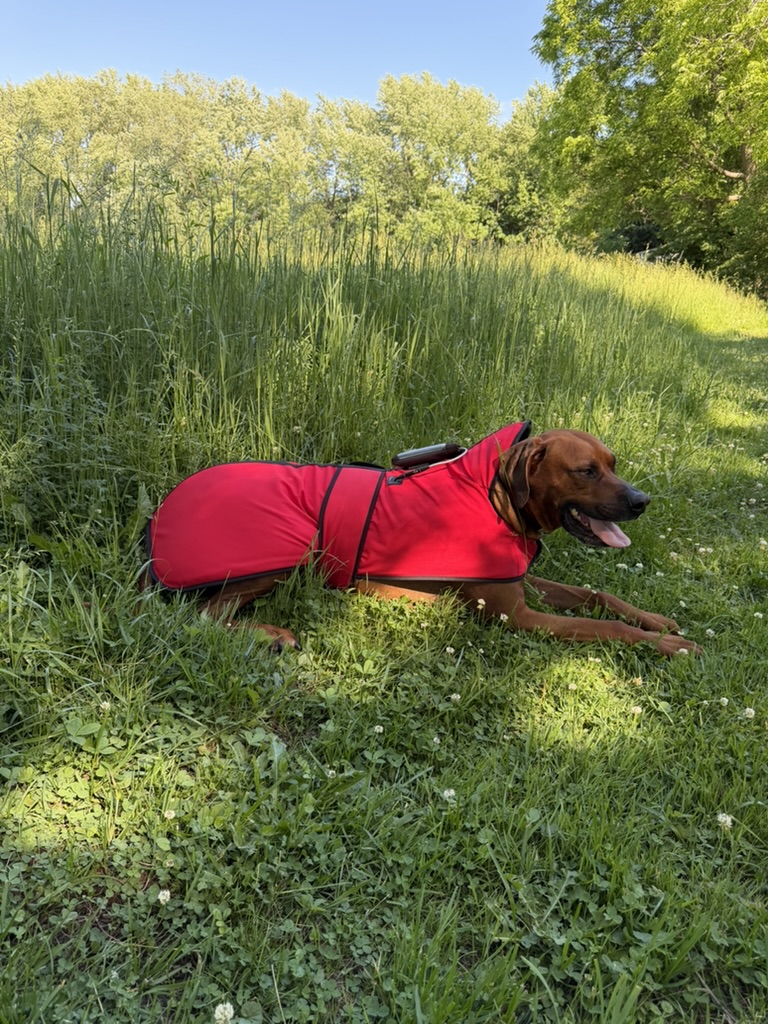 PEMF Dog Coat - demo unit