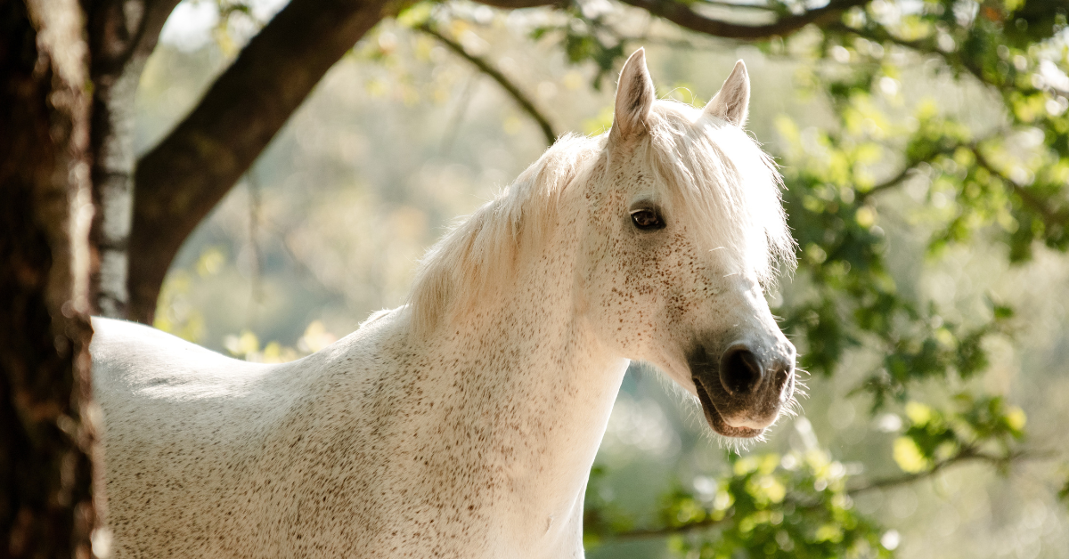 White Arabian horse portrait beneath a sunlit tree