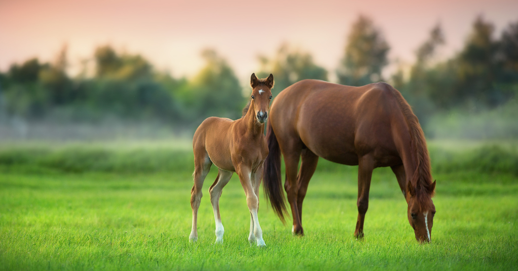Chestnut mare and foal grazing together at sunset